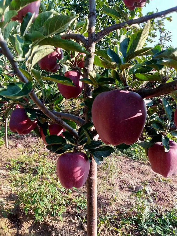 milan米兰app官网