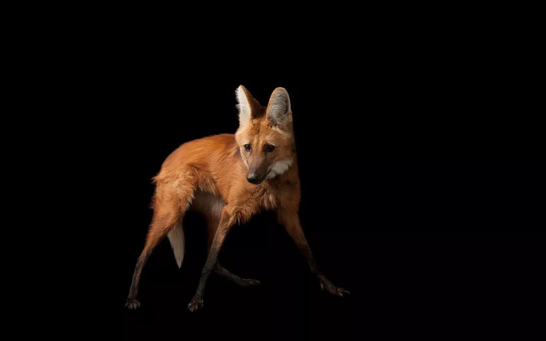 milan米兰app官网